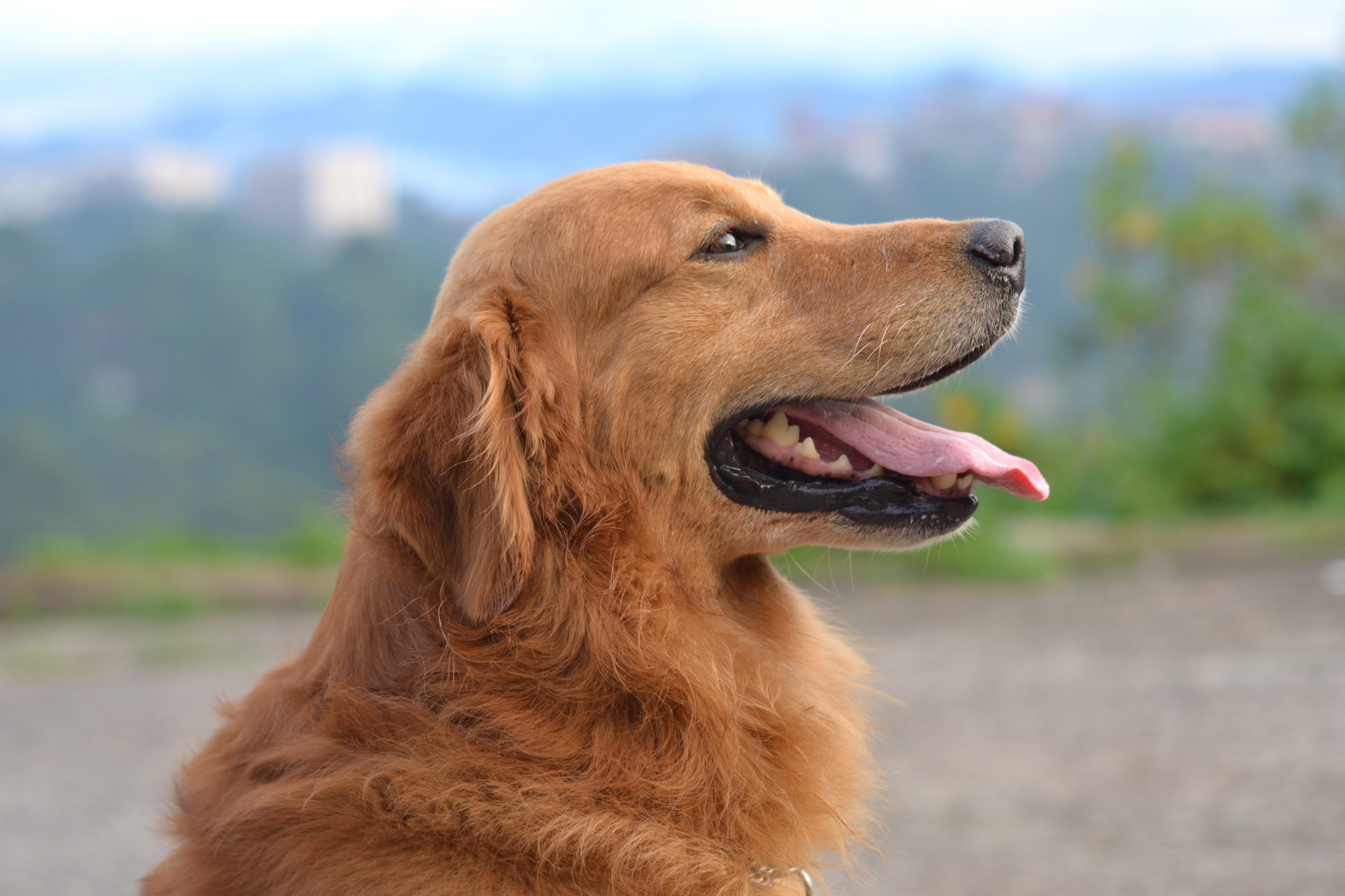 golden retriever overlooking mountains