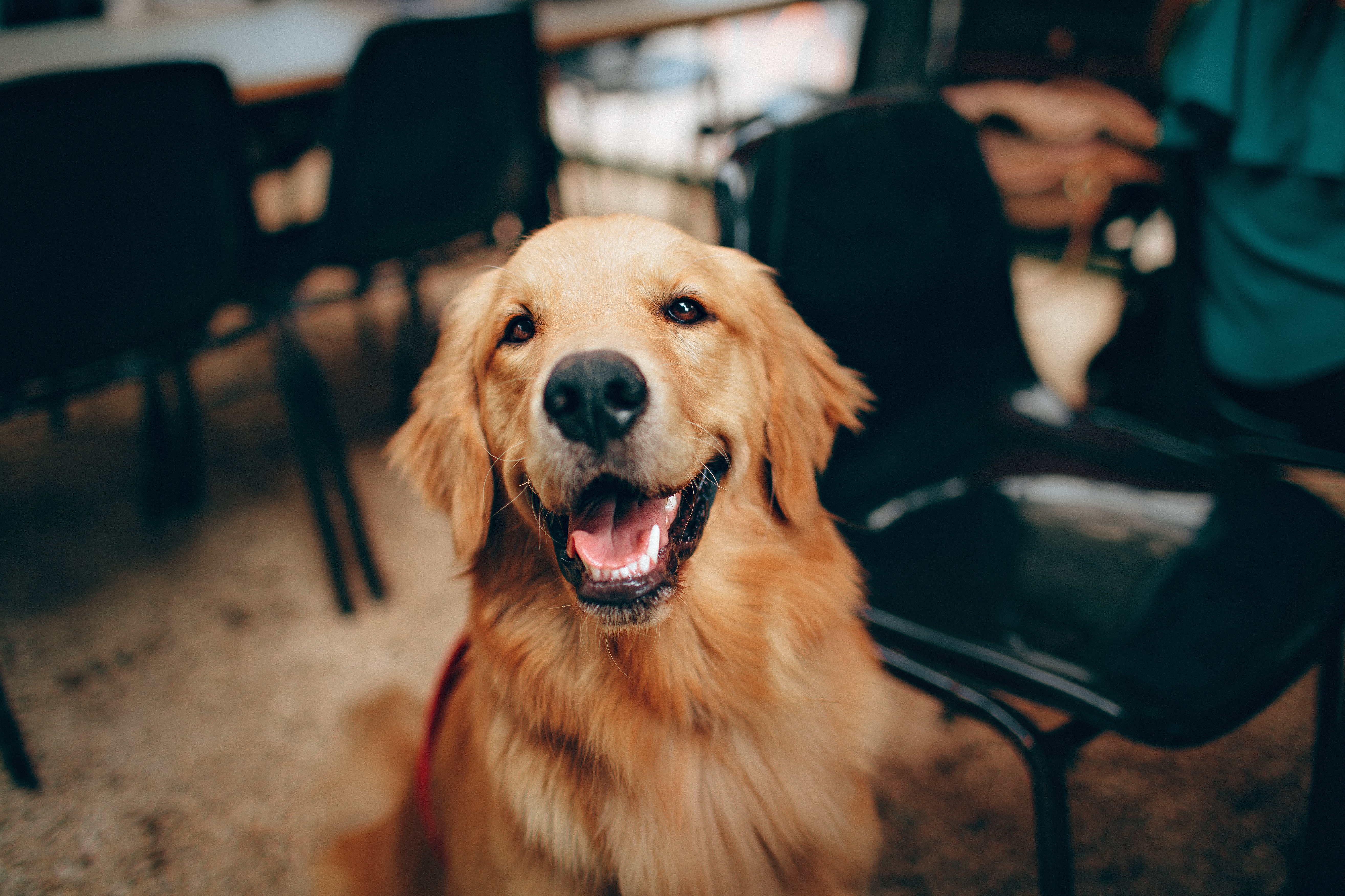 golden retriever with chairs in backround