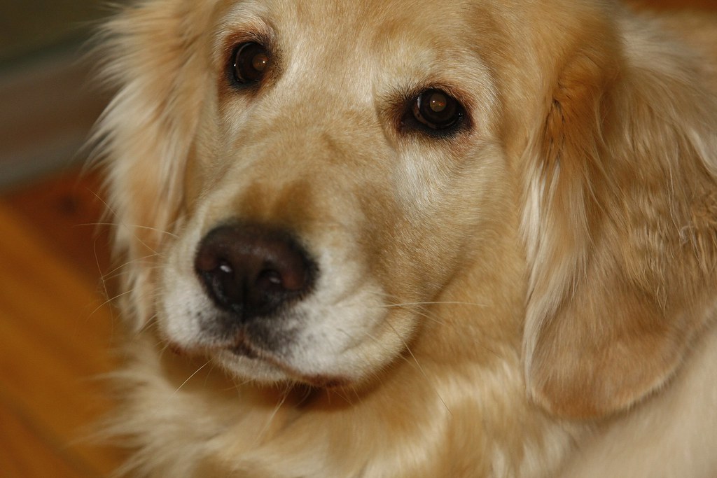 close up image of golden retriever 